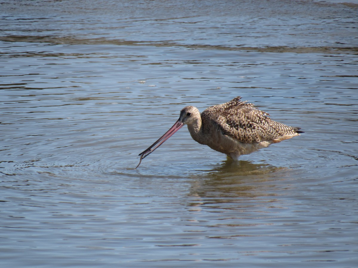 Marbled Godwit - ML261027691