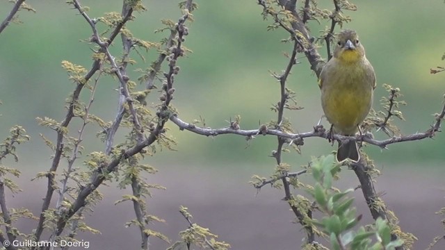 Grassland Yellow-Finch - ML261027841