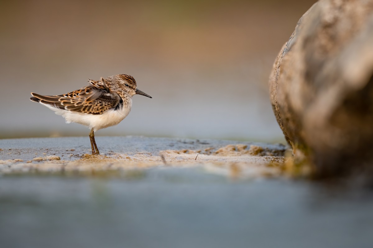 Least Sandpiper - Kyle Tansley