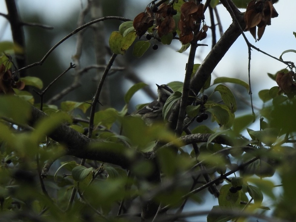 Black-throated Gray Warbler - Matthew Thompson