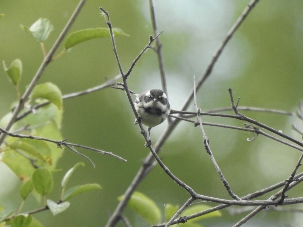 Black-throated Gray Warbler - ML261028641