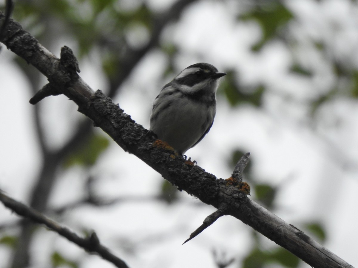 Black-throated Gray Warbler - ML261028651