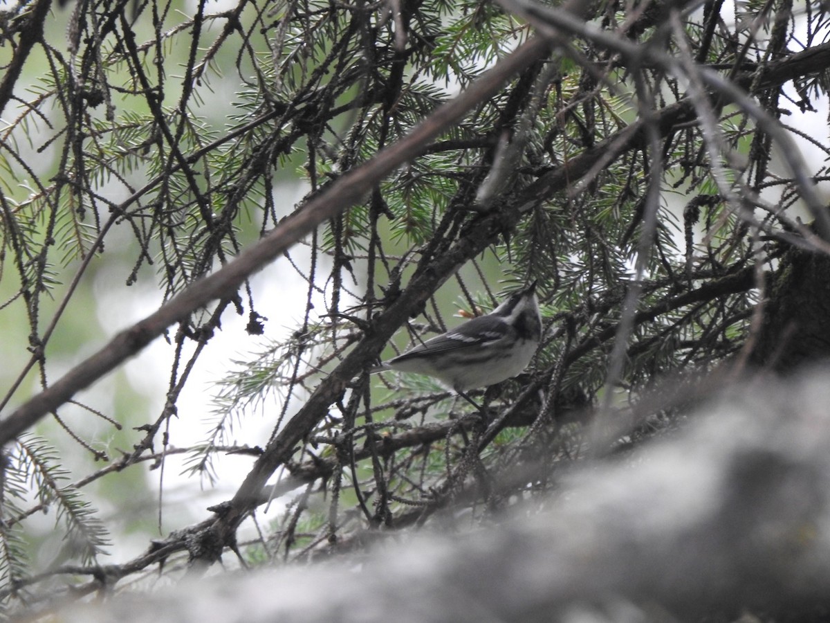 Black-throated Gray Warbler - ML261028671