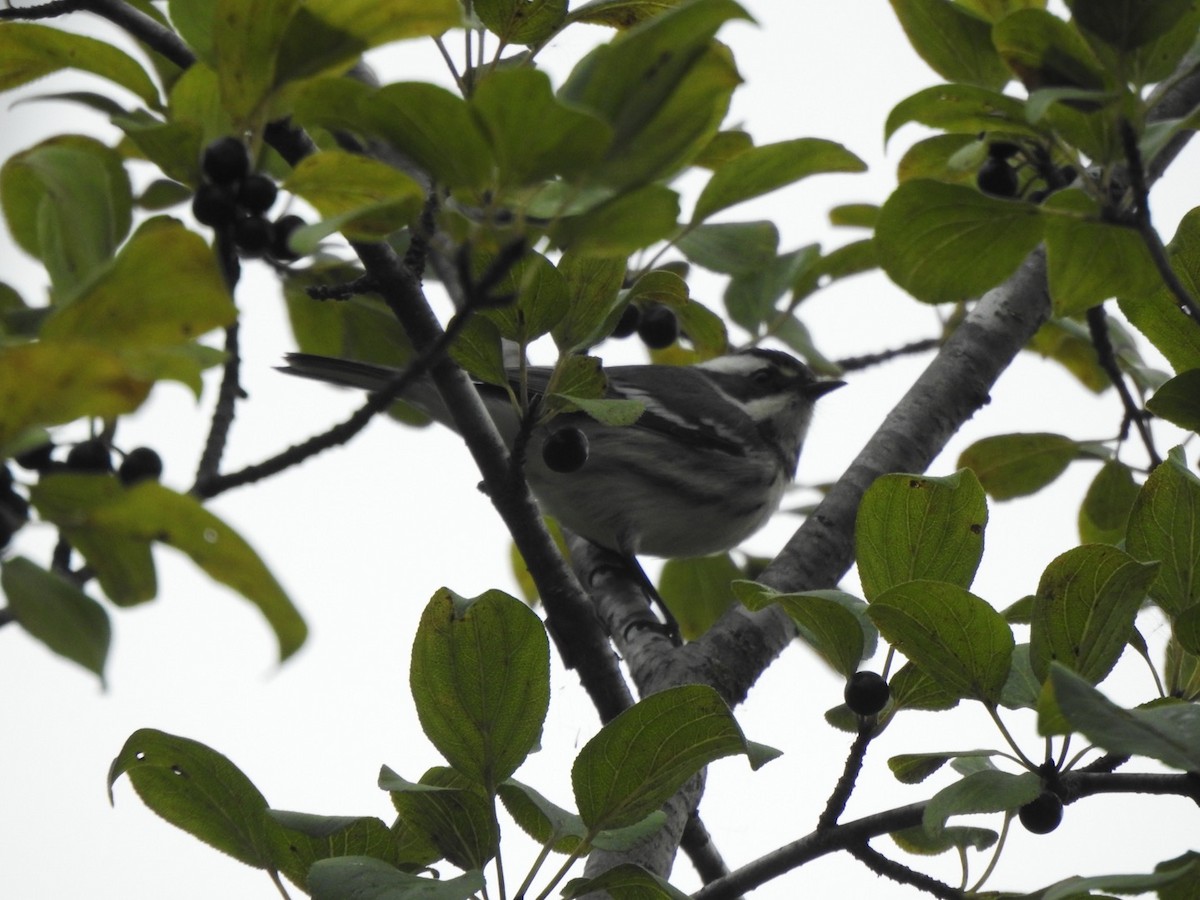 Black-throated Gray Warbler - ML261028681