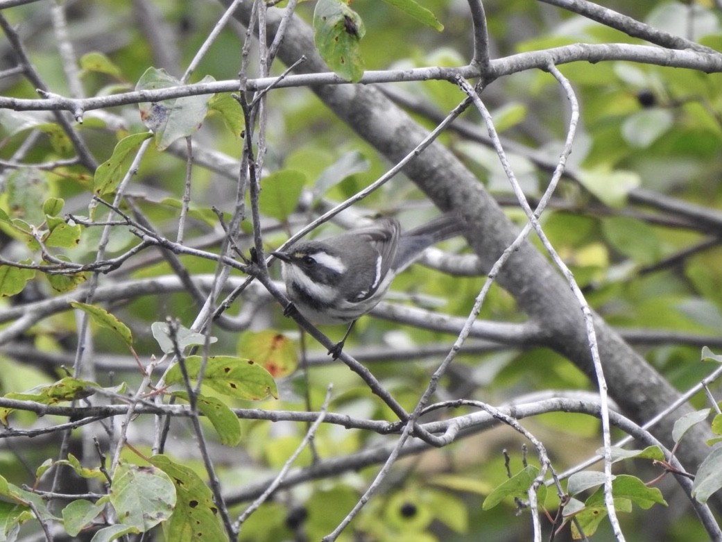 Black-throated Gray Warbler - Matthew Thompson