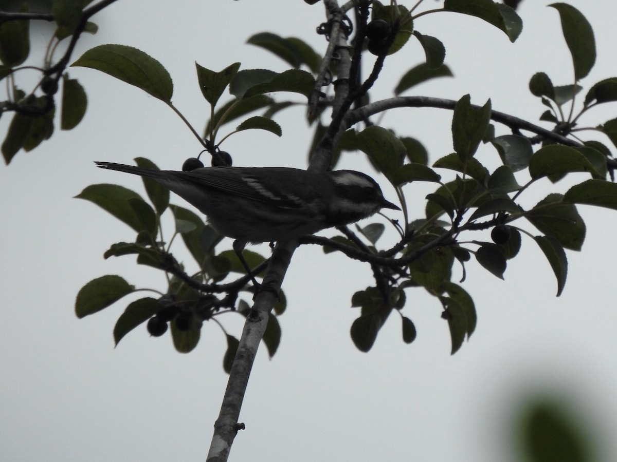 Black-throated Gray Warbler - ML261028701