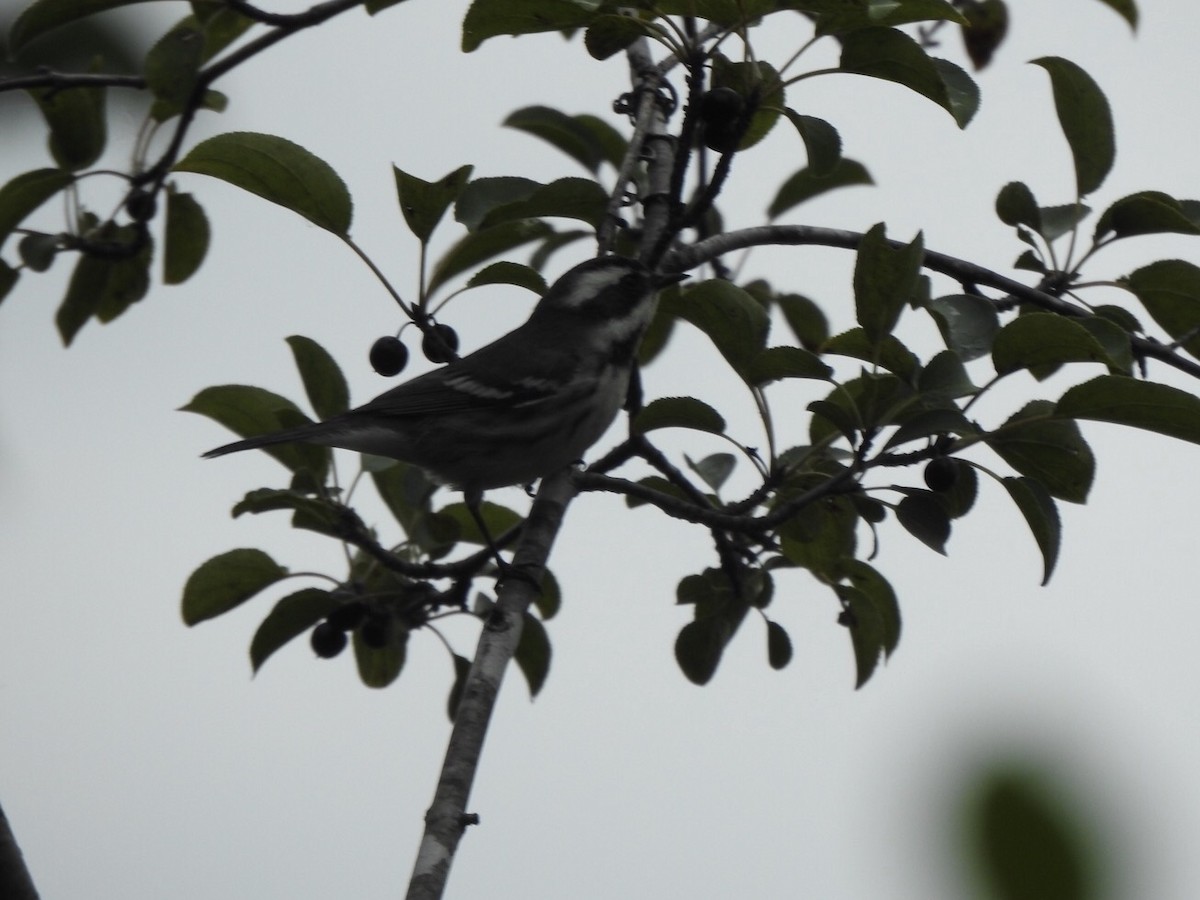Black-throated Gray Warbler - ML261028721