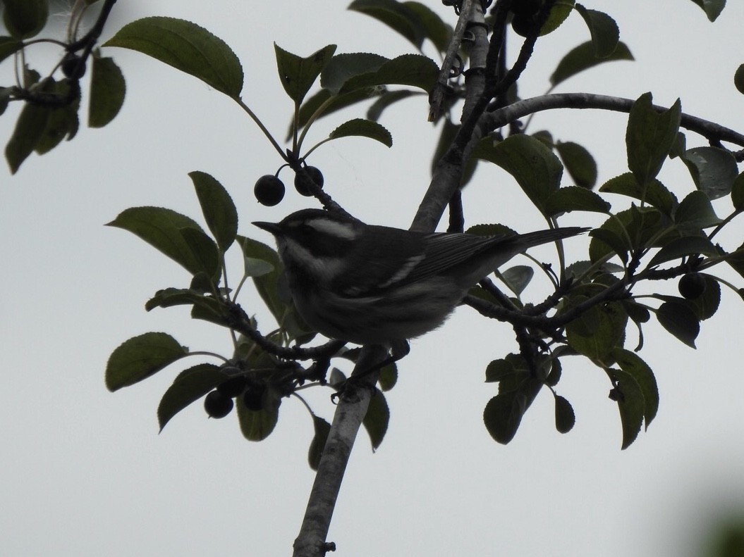 Black-throated Gray Warbler - ML261028731