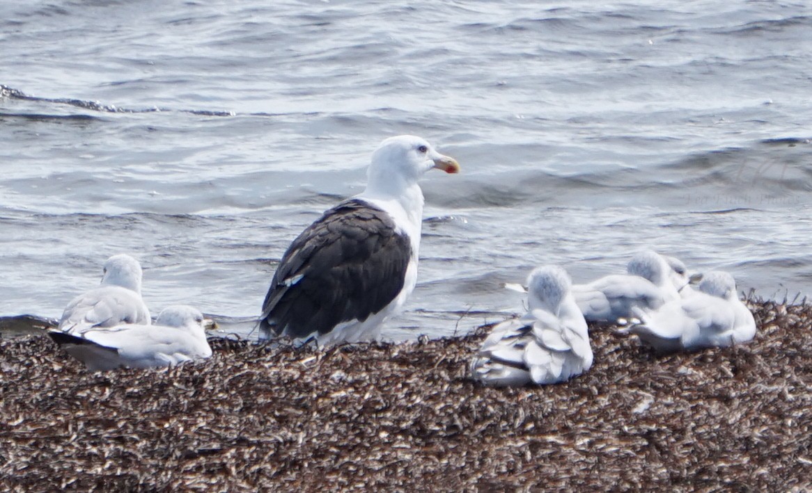 Great Black-backed Gull - Sarah Foote
