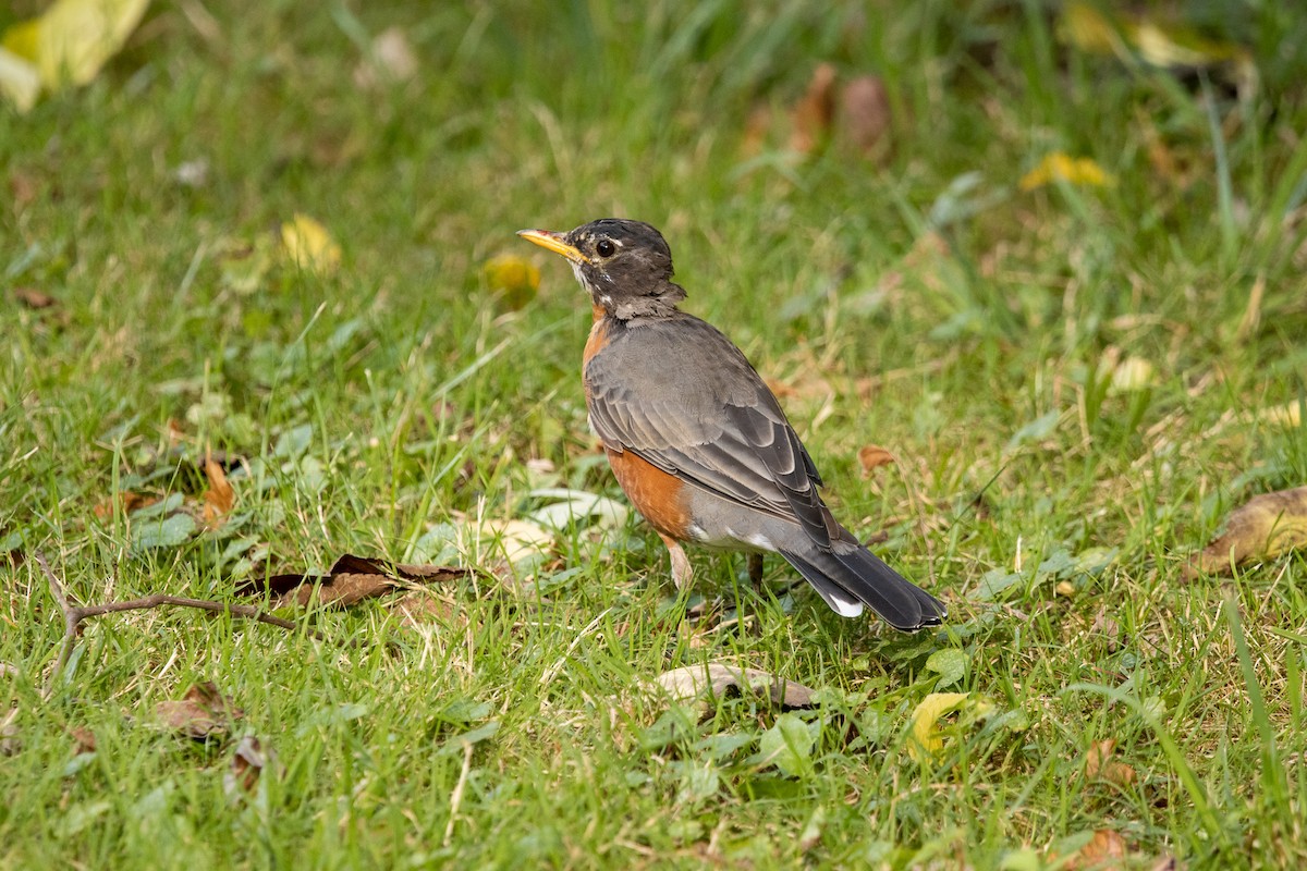 American Robin - Dave Rodriguez