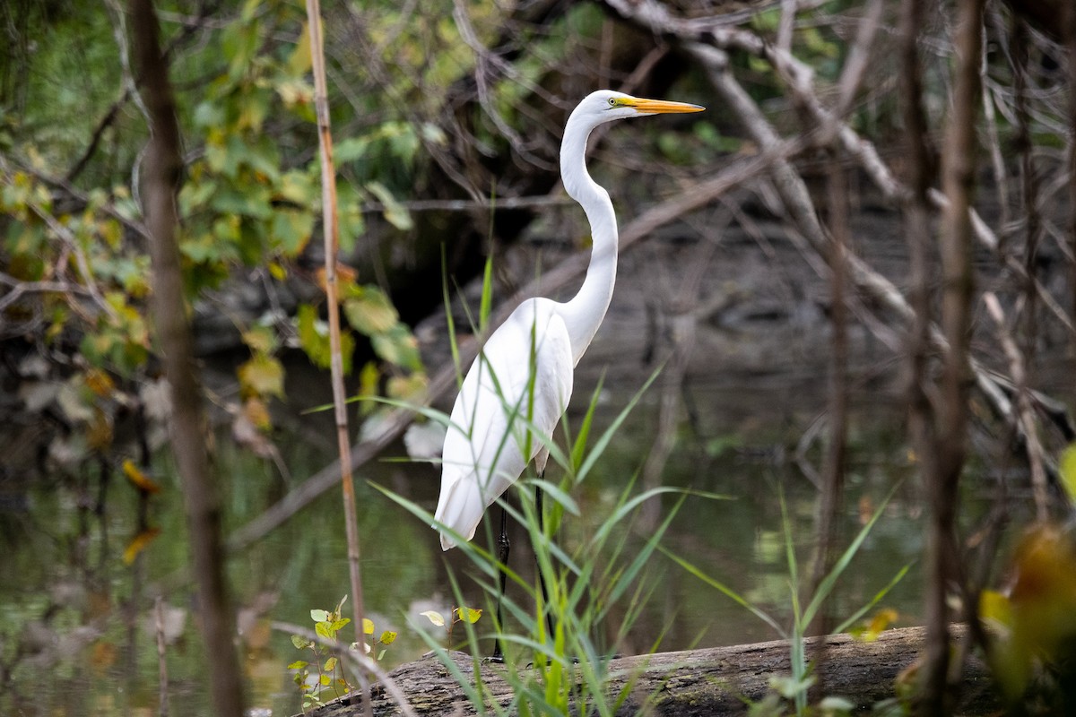 Great Egret - ML261032031