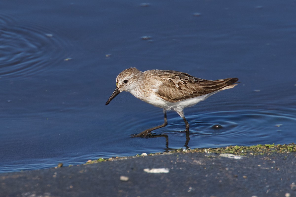 Semipalmated Sandpiper - ML261034001