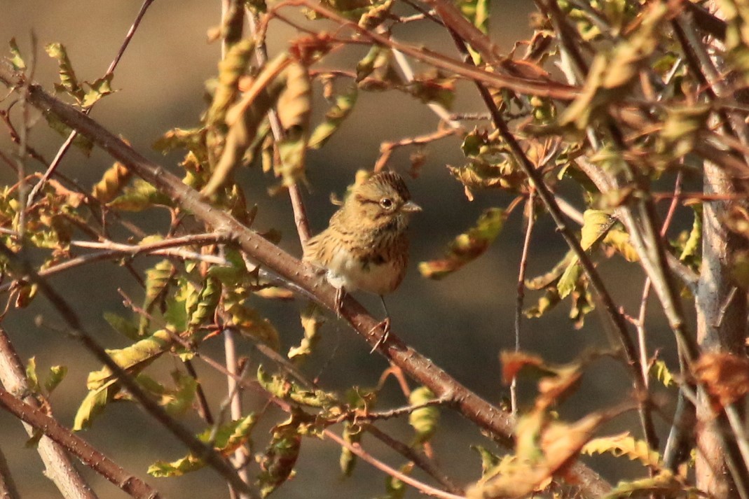 Lincoln's Sparrow - ML261034091