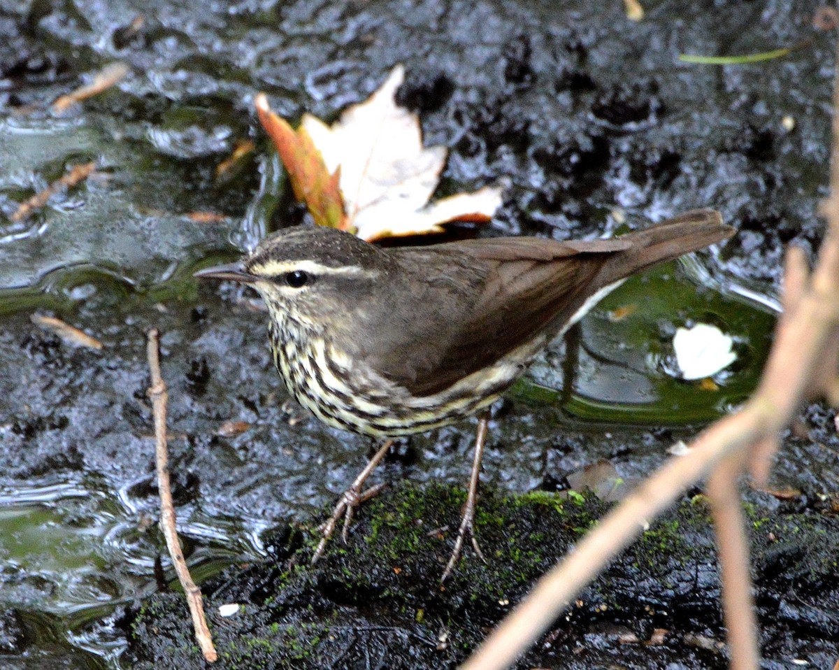 Northern Waterthrush - ML26103691