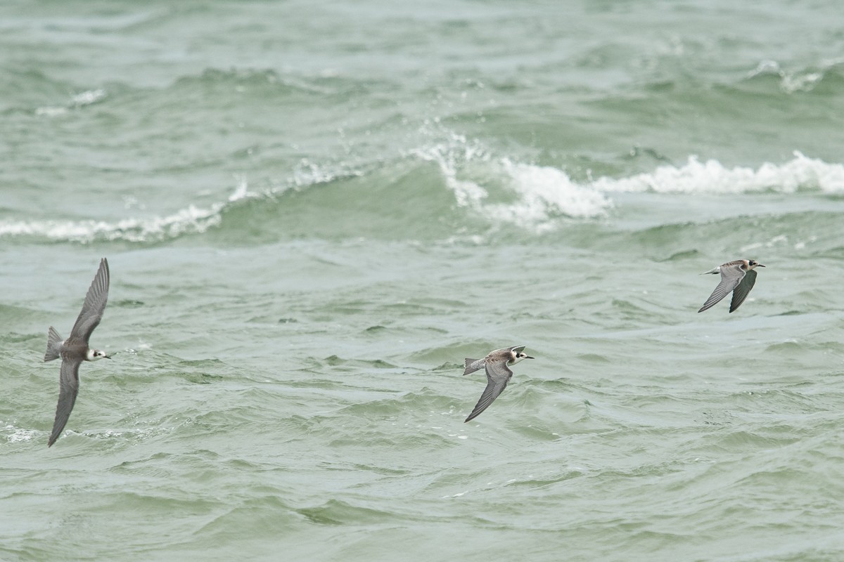 Black Tern - Ryan Griffiths