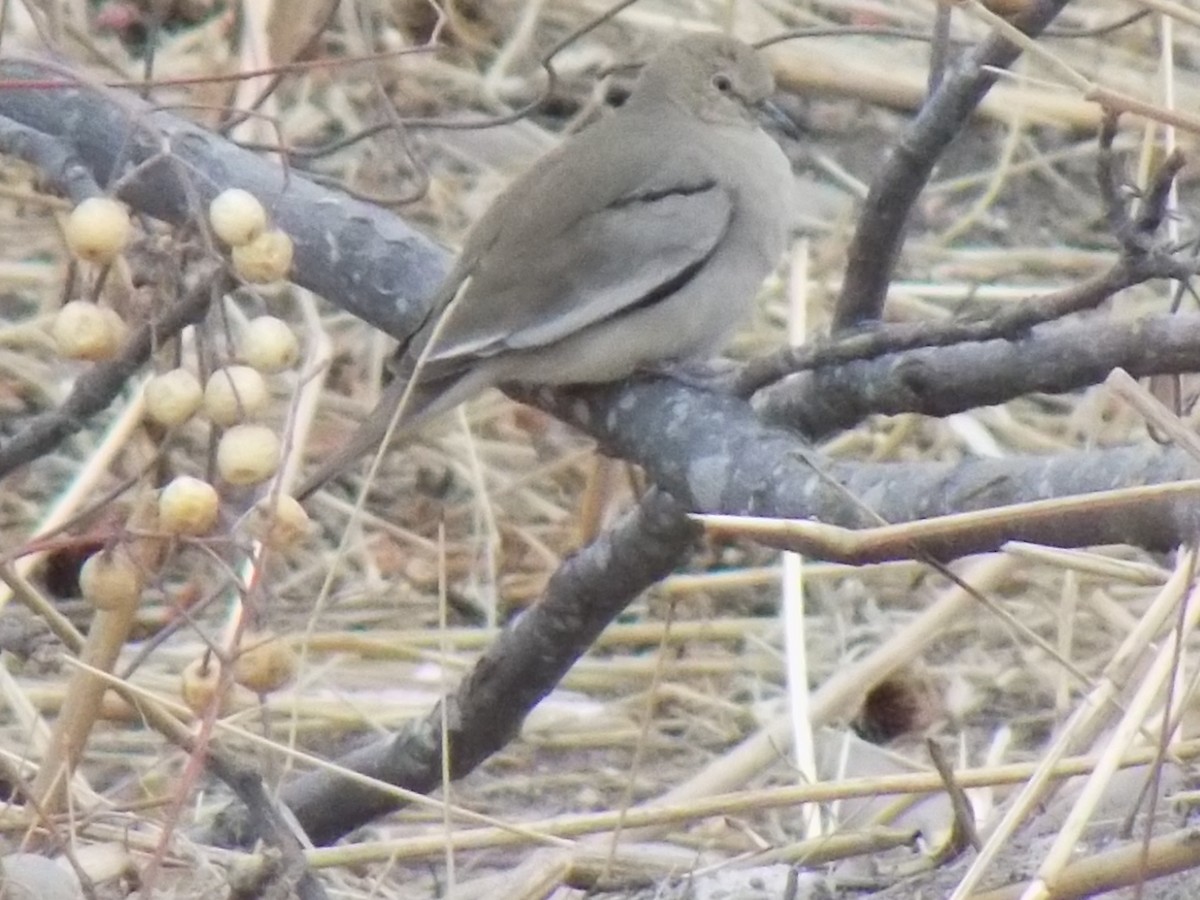 Picui Ground Dove - ML261037501