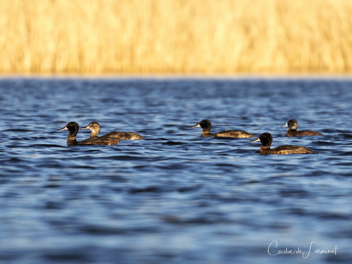 Black-headed Duck - ML261037771