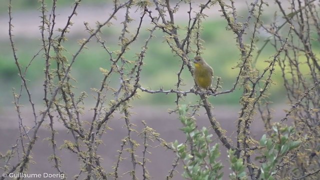 Grassland Yellow-Finch - ML261038861