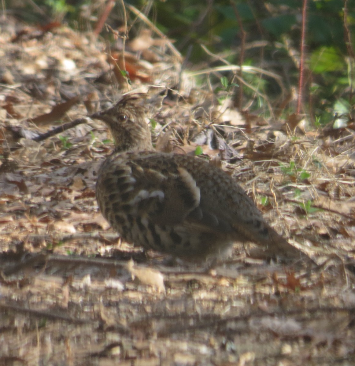 Ruffed Grouse - ML26103911