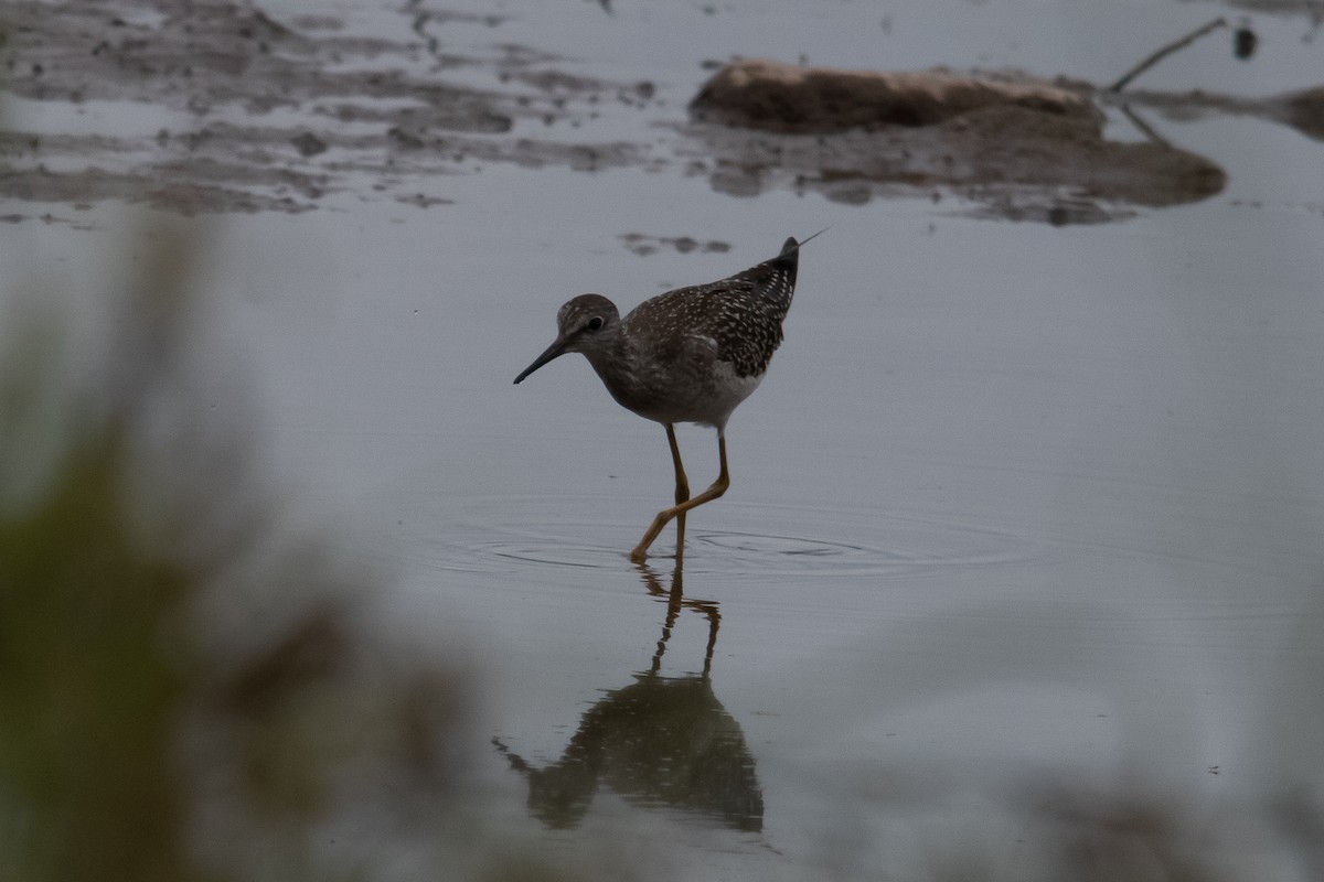 Lesser Yellowlegs - ML261039761