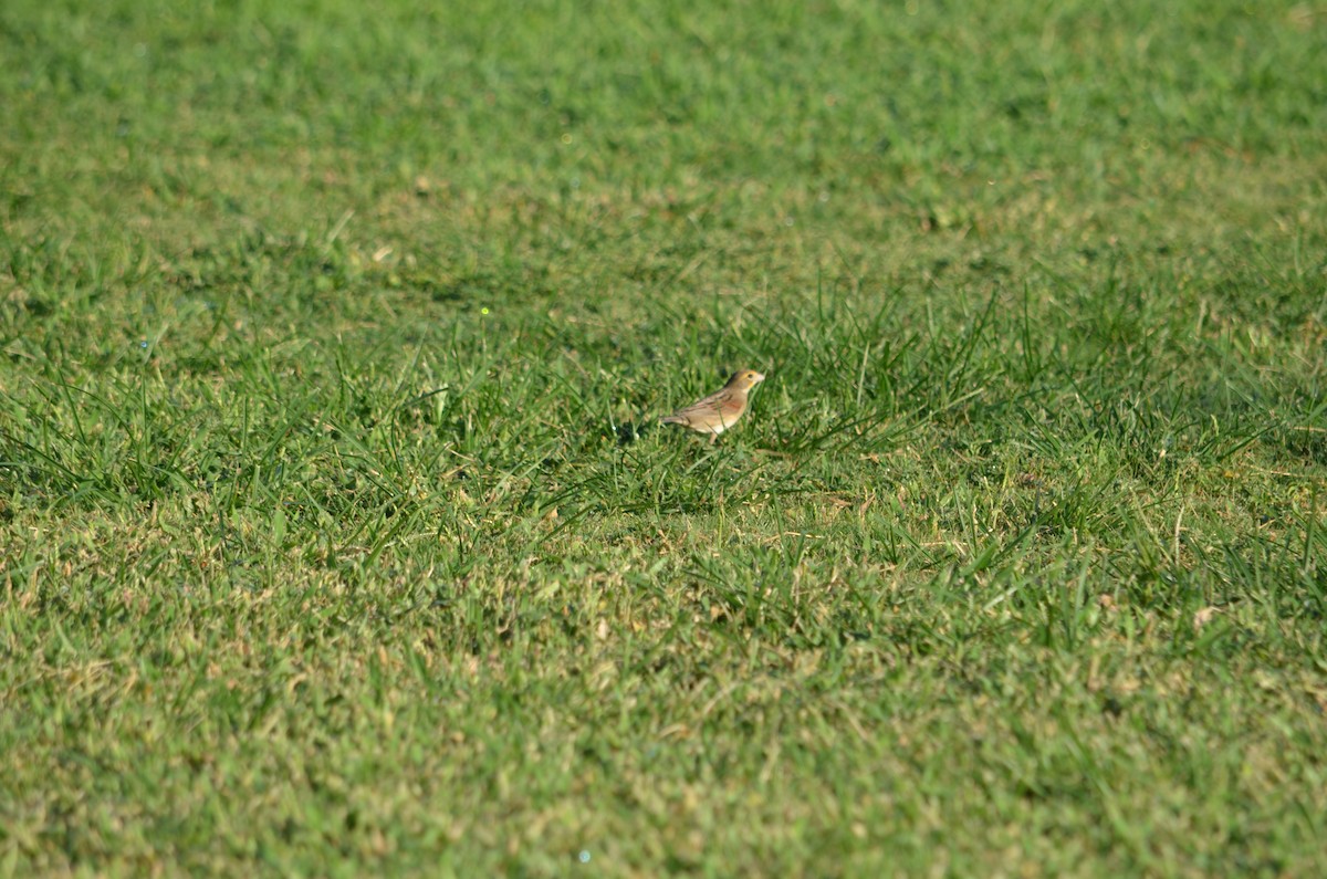 Dickcissel - ML261041401