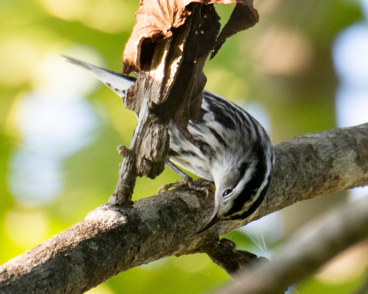 Black-and-white Warbler - ML261041851