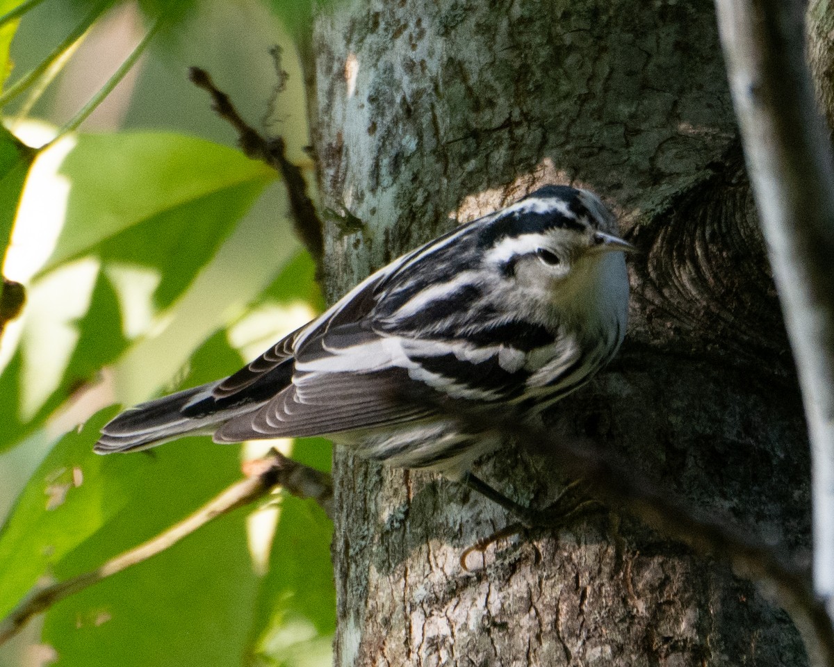 Black-and-white Warbler - ML261041861