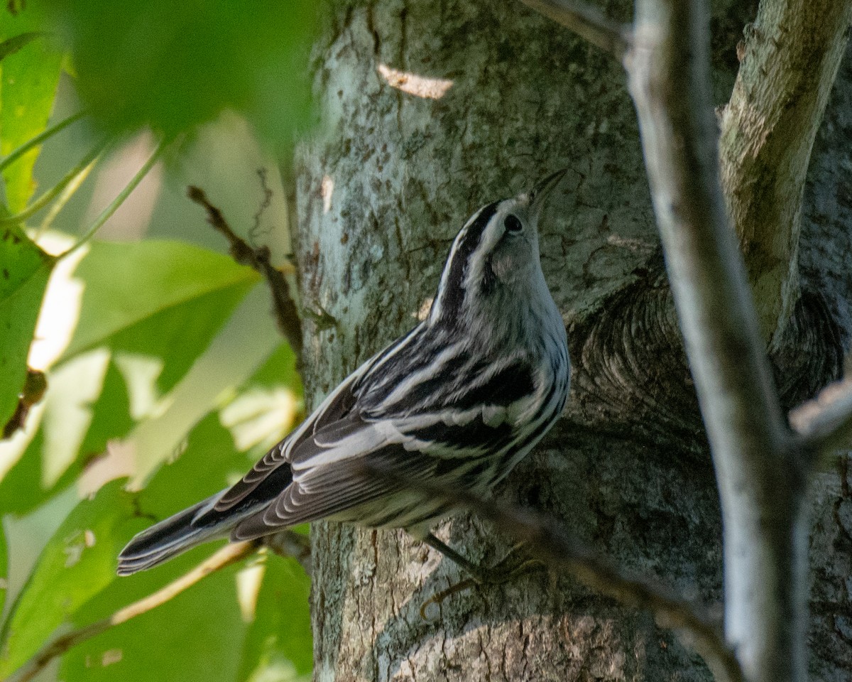 Black-and-white Warbler - ML261041911