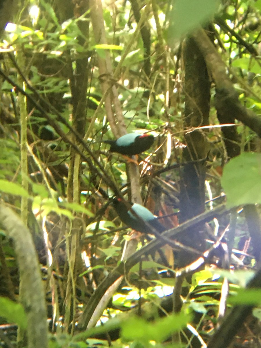 Long-tailed Manakin - ML261042081