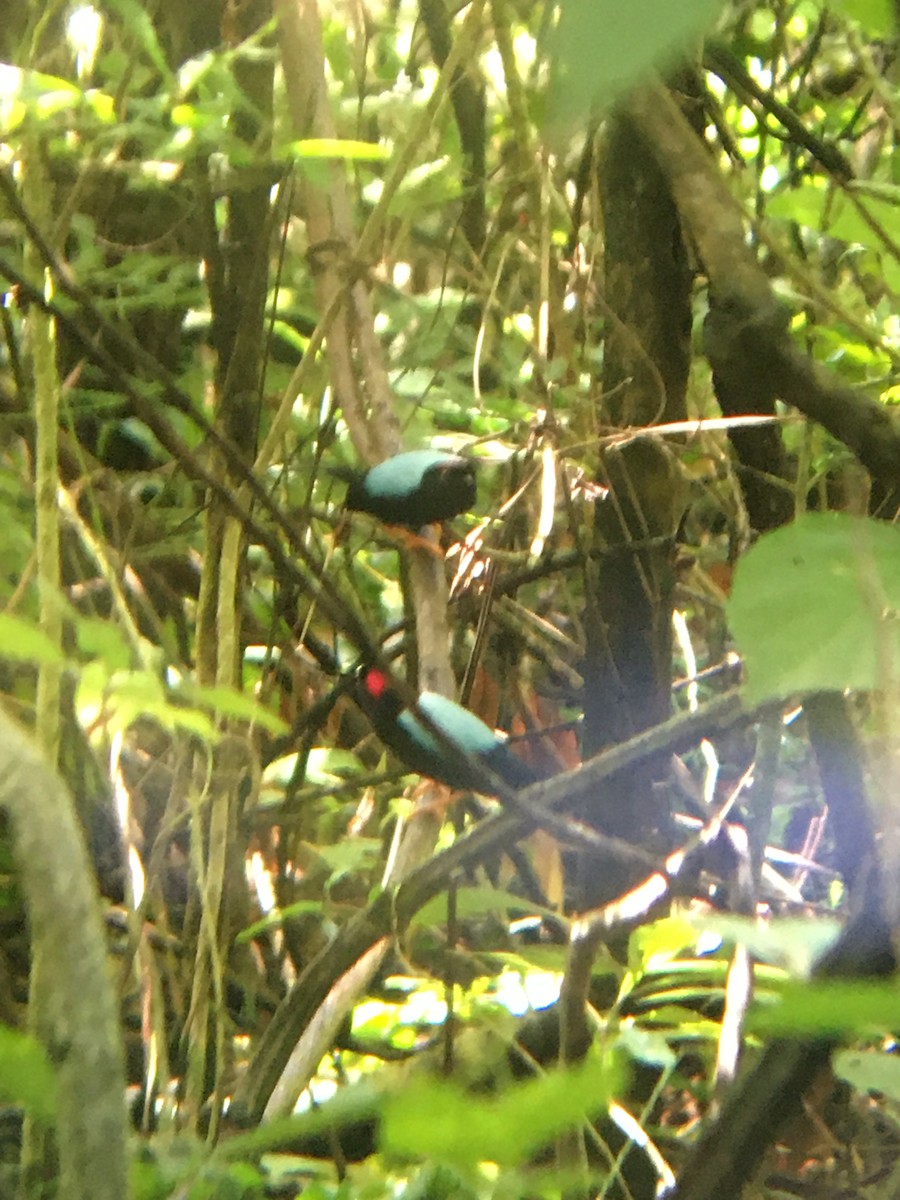 Long-tailed Manakin - ML261042091