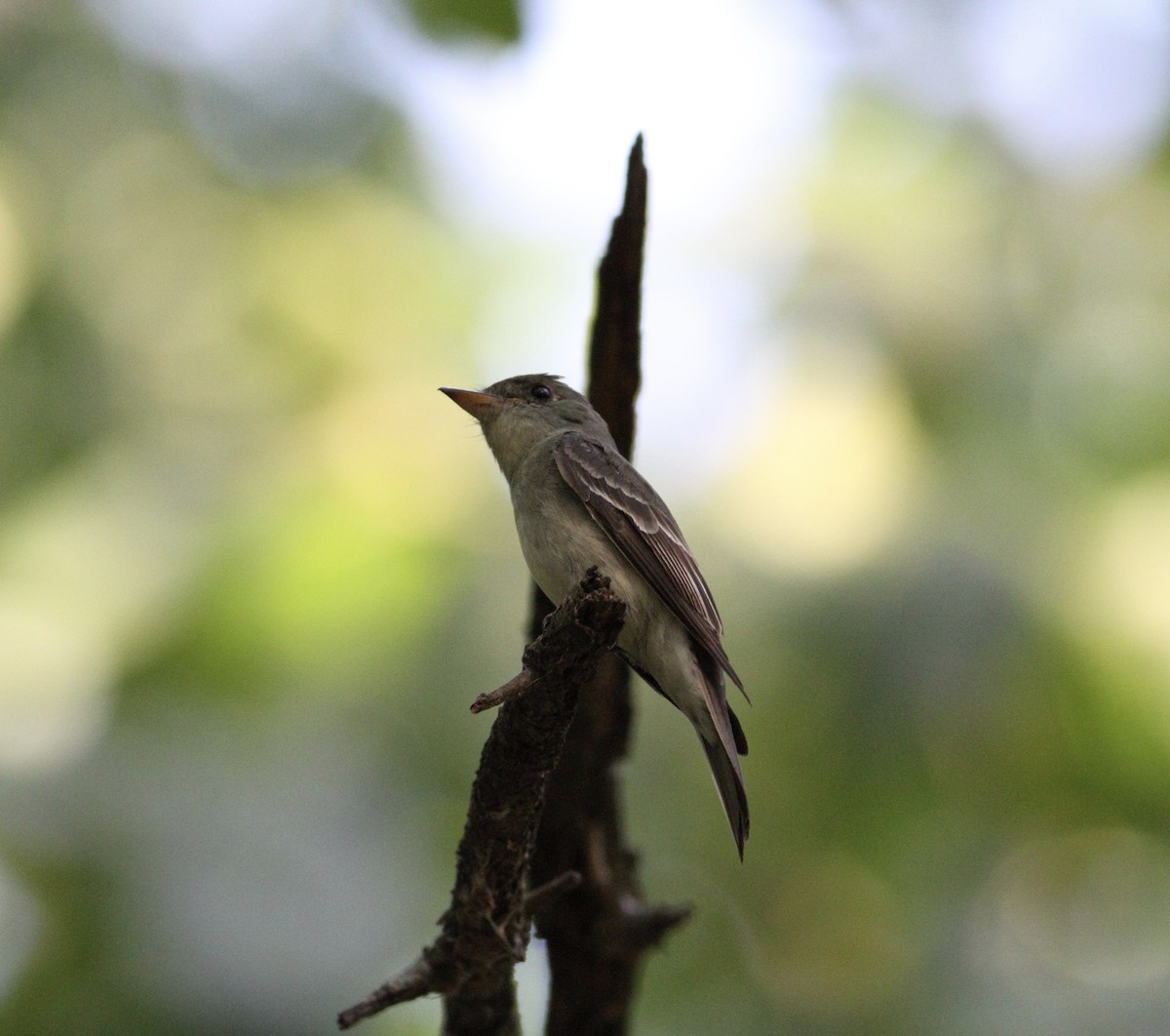 Eastern Wood-Pewee - ML261042961