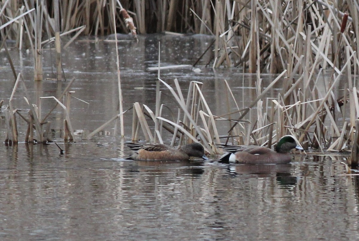 American Wigeon - ML26104551