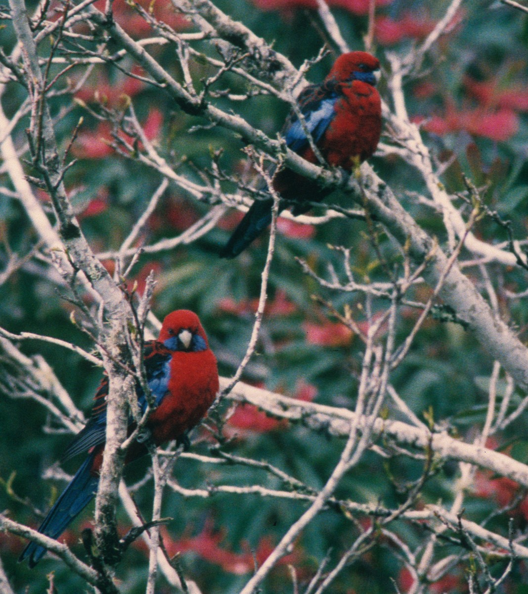 Crimson Rosella - ML261047941