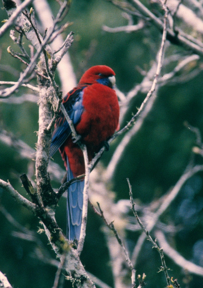 Crimson Rosella - ML261048101