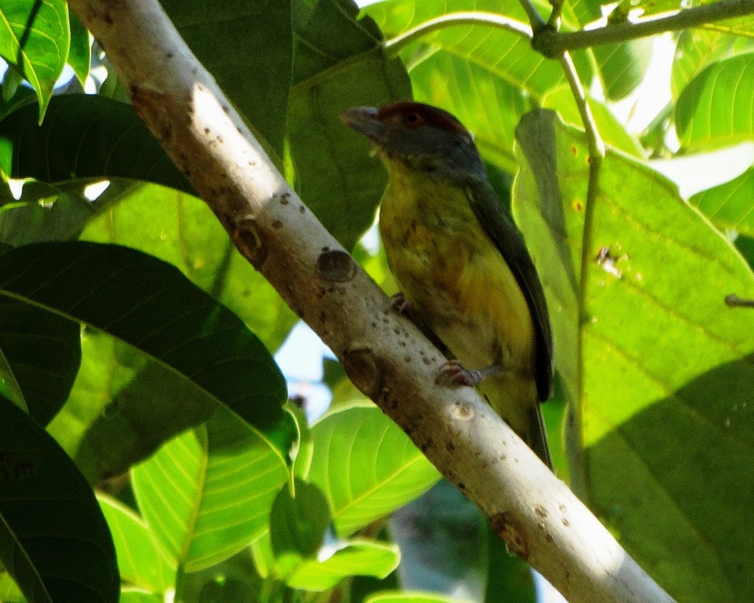 Rufous-browed Peppershrike - ML26104811