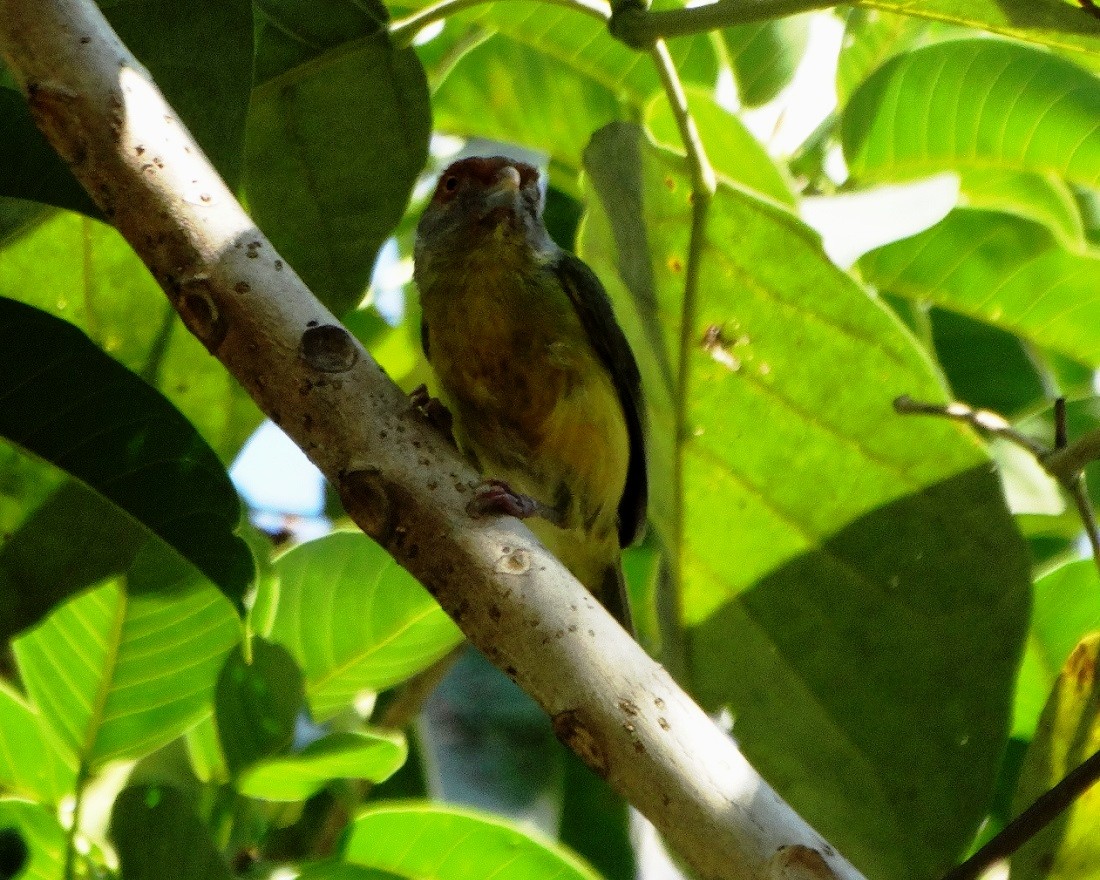 Rufous-browed Peppershrike - ML26104821