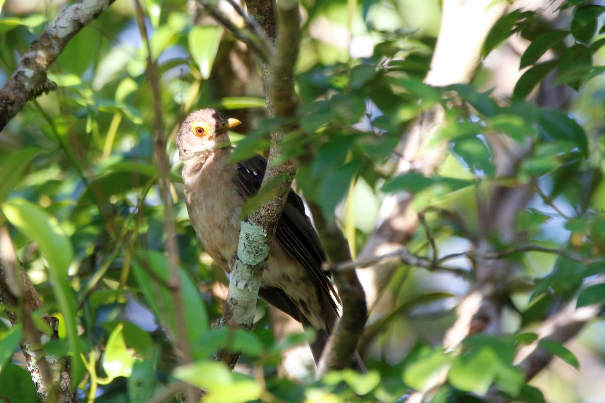 Spectacled Thrush - ML261048421