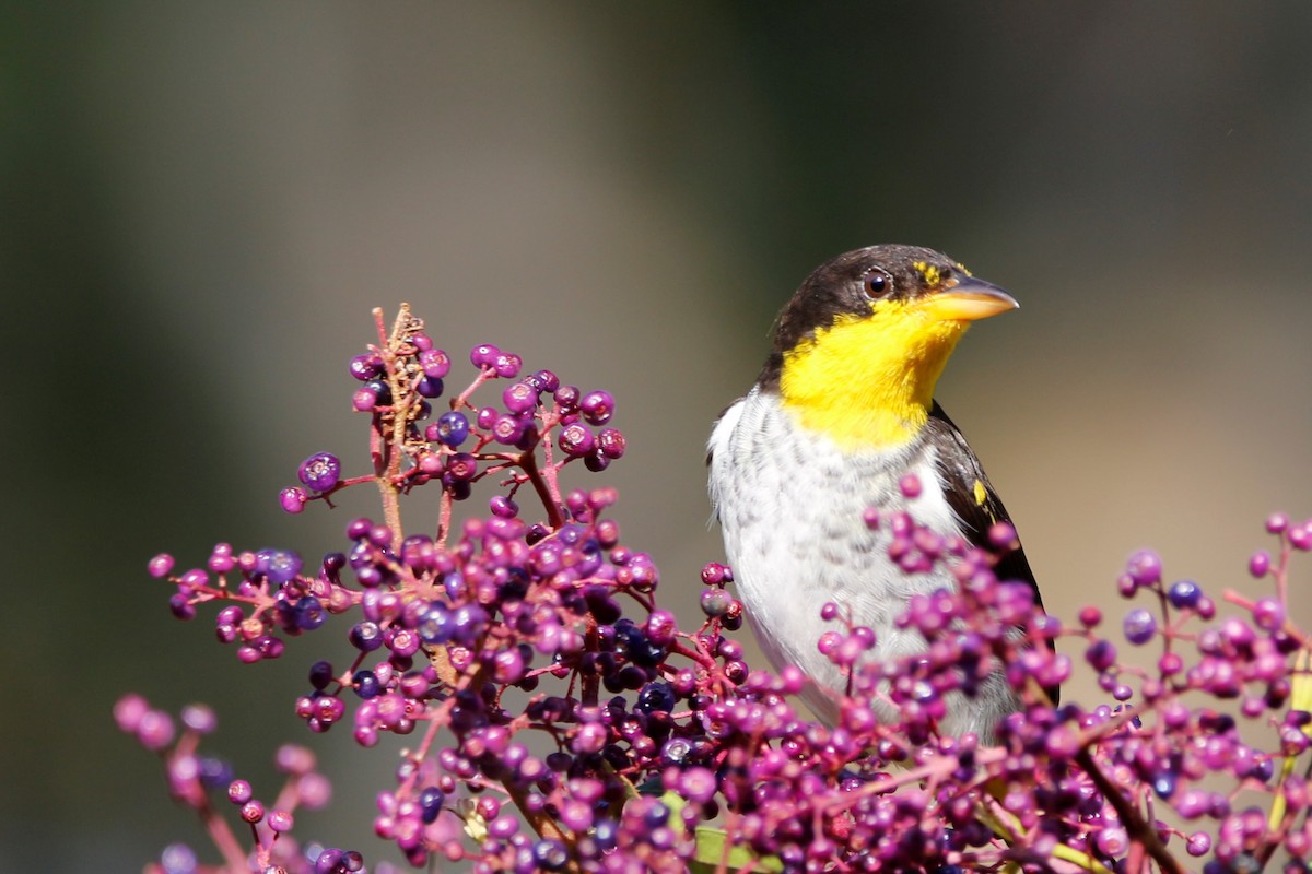 Yellow-backed Tanager - ML261048491