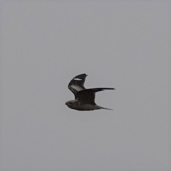 Common Nighthawk - ML261048621