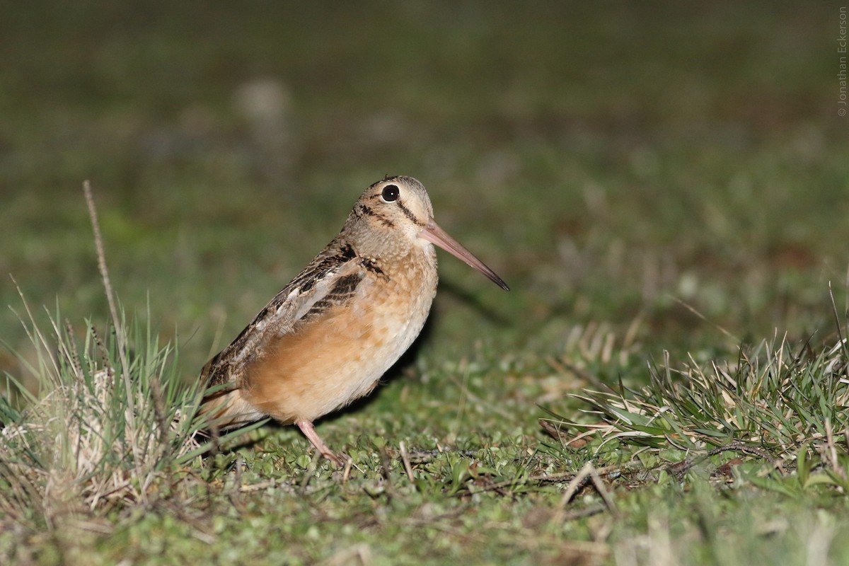 American Woodcock - Jonathan Eckerson