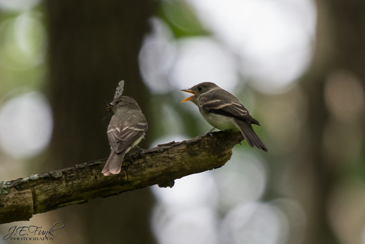 Eastern Wood-Pewee - James Funk