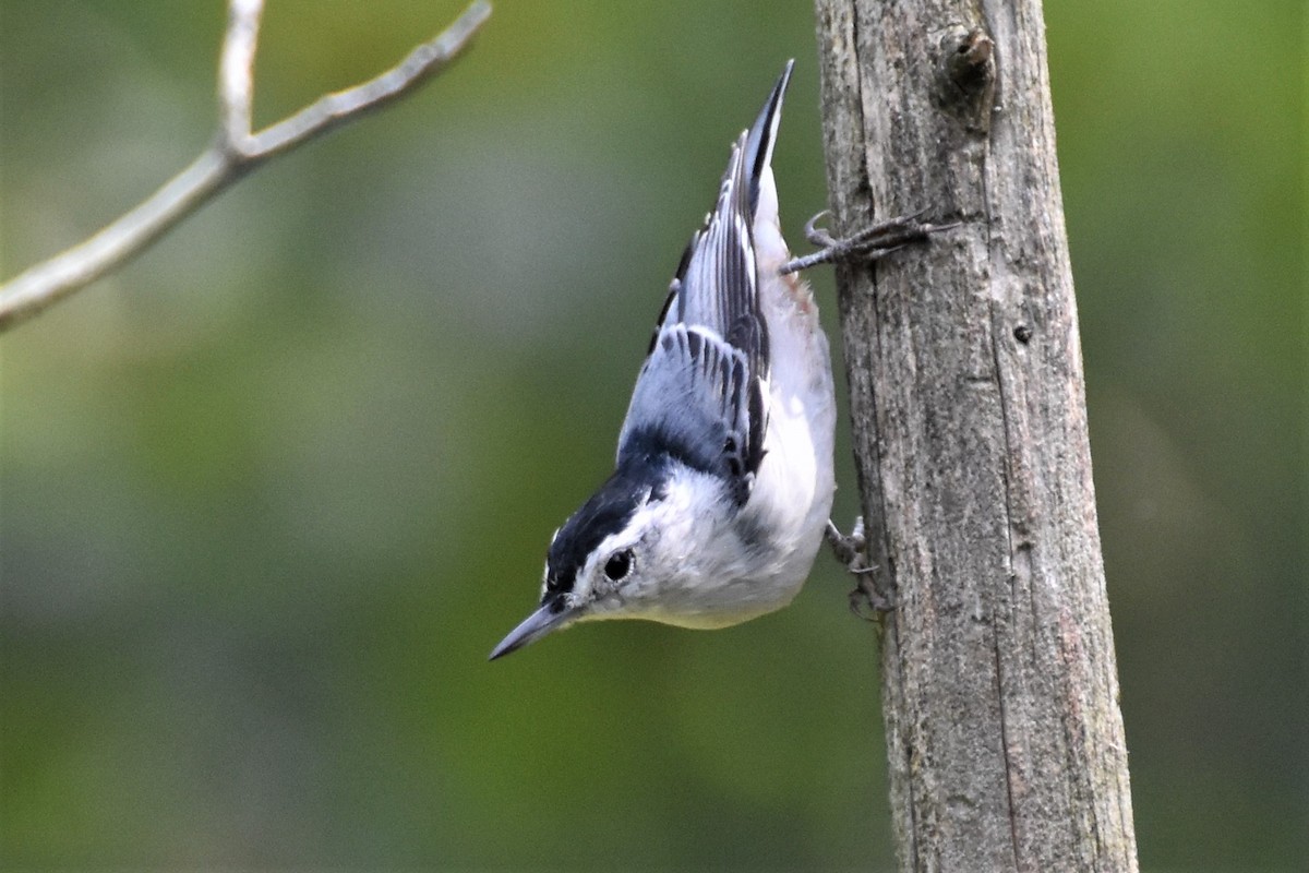 White-breasted Nuthatch - ML261049601