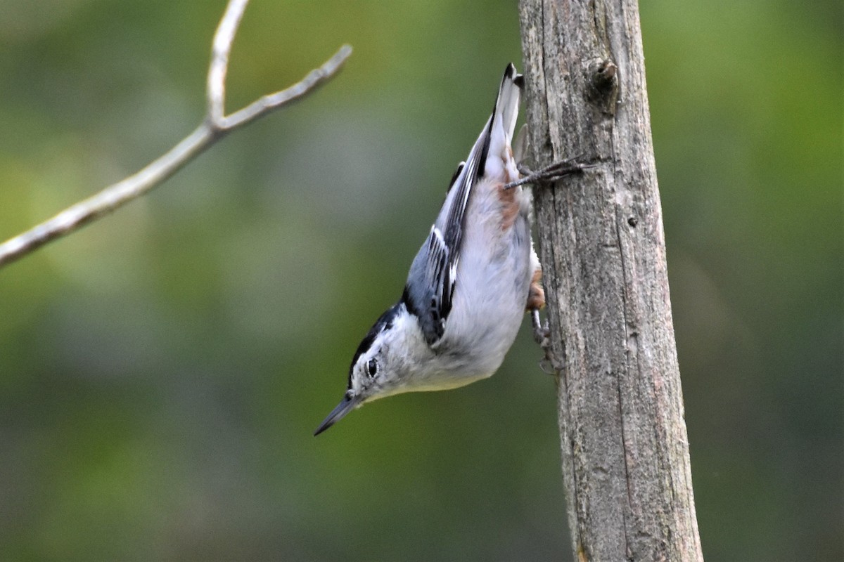 White-breasted Nuthatch - ML261049631
