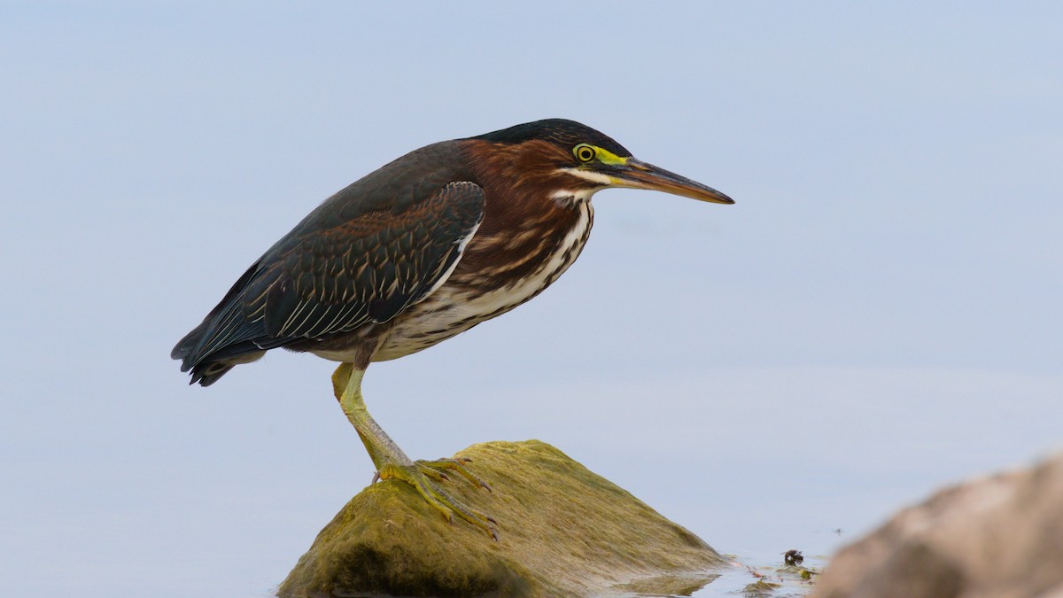 Green Heron - ML261050521