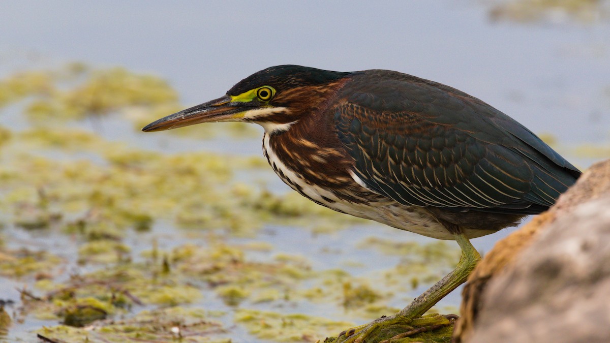 Green Heron - ML261050611