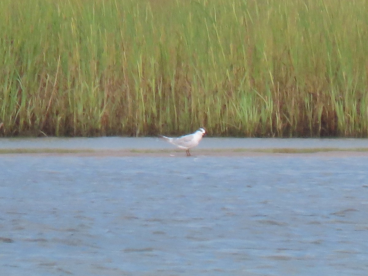 tern sp. - ML261054511