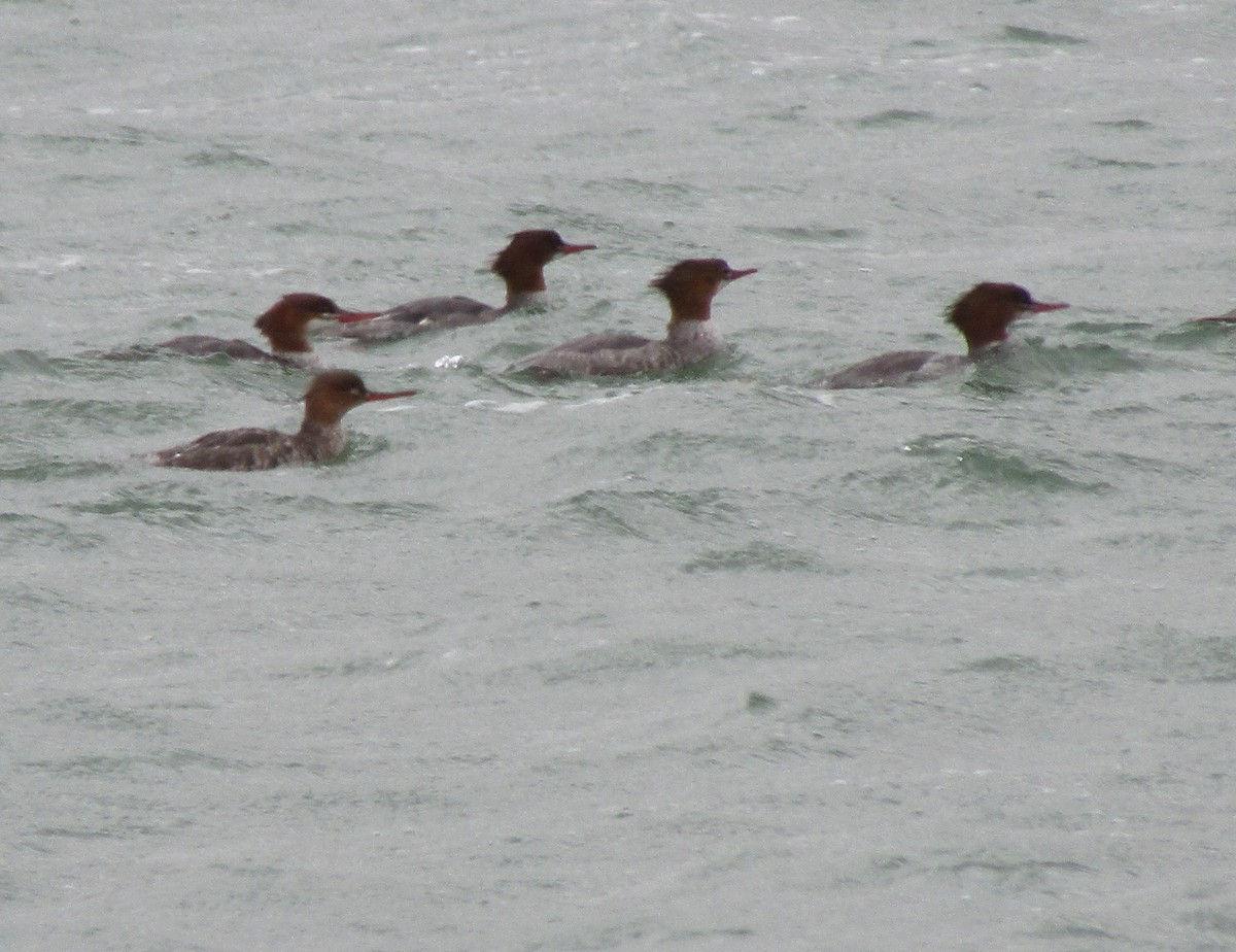 Red-breasted Merganser - ML261054561