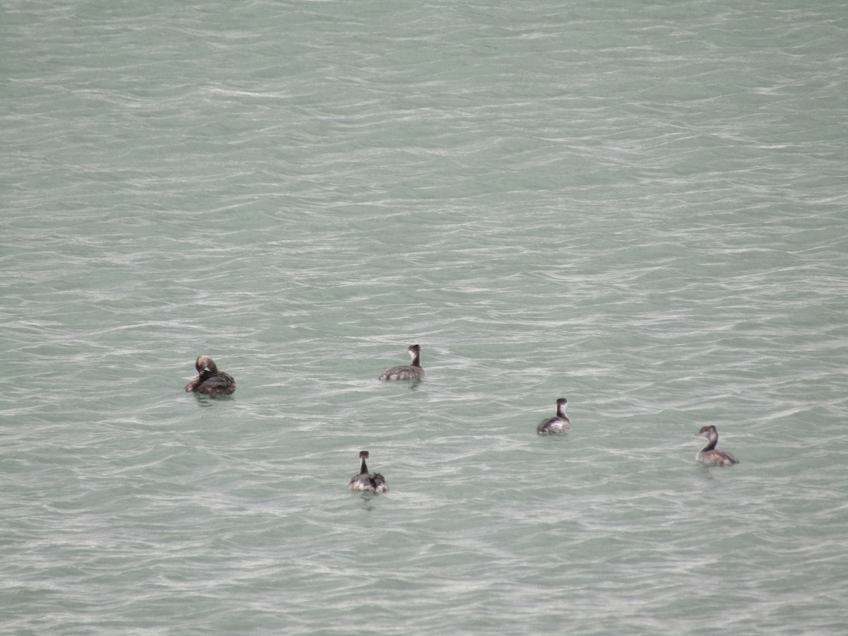 Horned Grebe - ML261054711