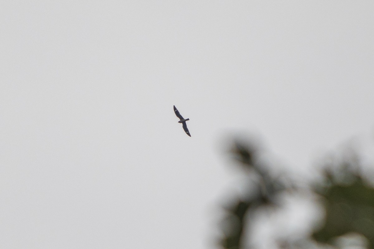 Common Nighthawk - ML261055351