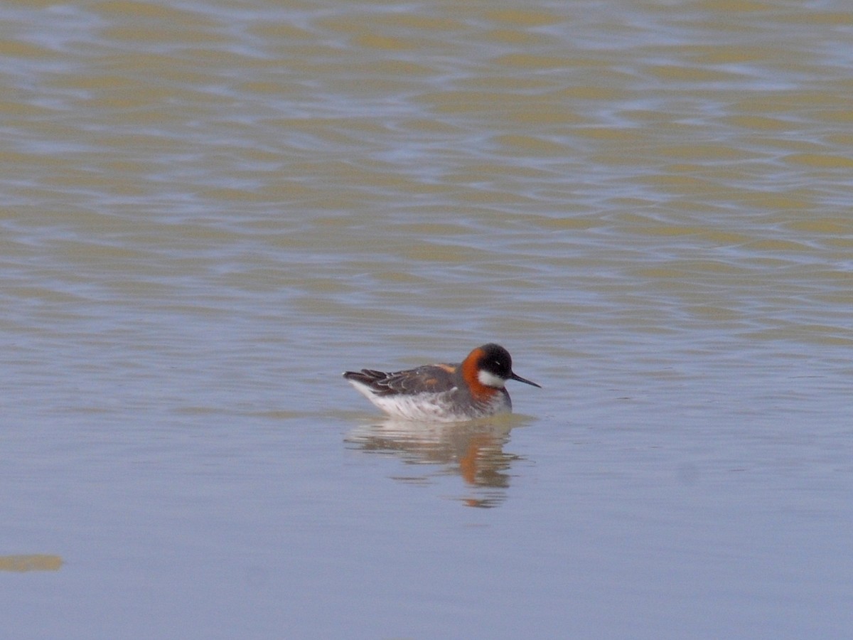 Phalarope à bec étroit - ML261055551